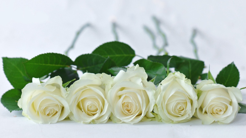 y-nghia-hoa-hong-trang-4