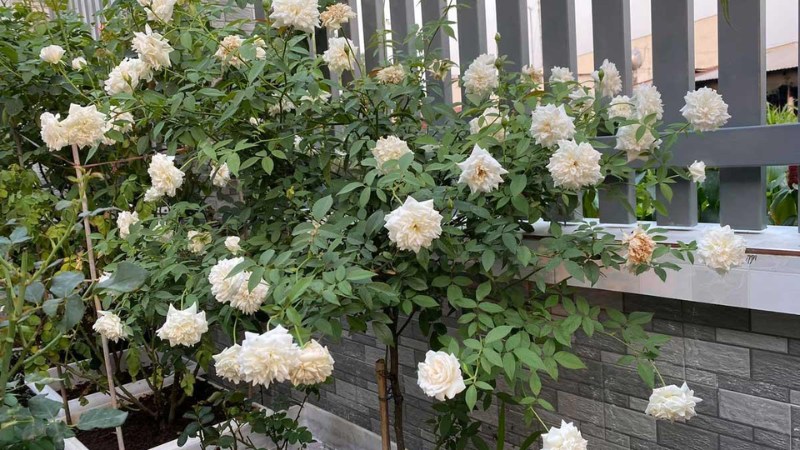 y-nghia-hoa-hong-trang-5