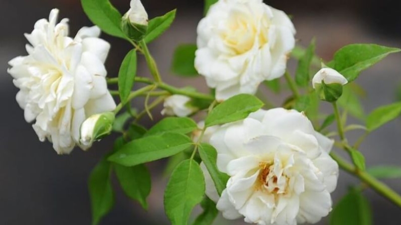 y-nghia-hoa-hong-trang-8