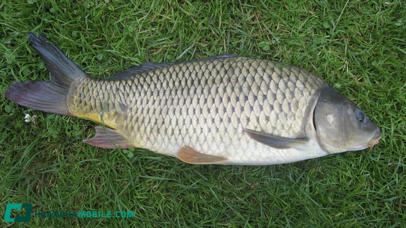 cach-nau-ca-chep-om-dua-13