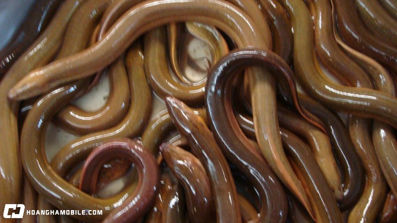 cach-nau-chao-luon-dam-da-bo-duong-chuan-vi-nghe-an-ai-cung-me-12