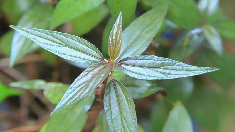 cach-nau-la-thuoc-doi-tuoi-1