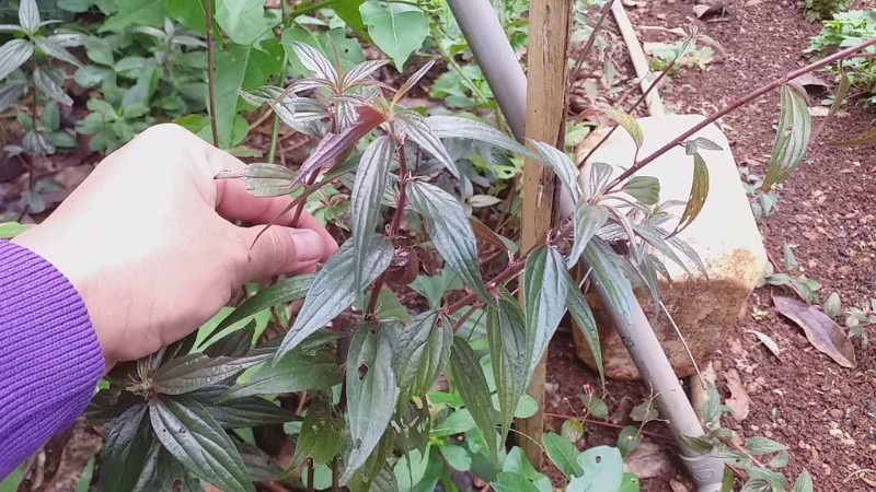 cach-nau-la-thuoc-doi-tuoi-2