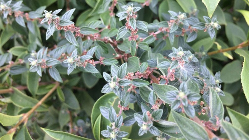 cach-nau-la-thuoc-doi-tuoi-5