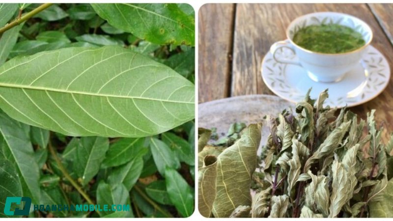 cach-nau-nuoc-la-sung-tuoi-10