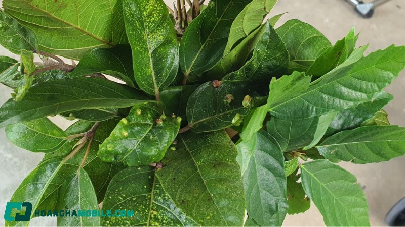 cach-nau-nuoc-la-sung-tuoi-2