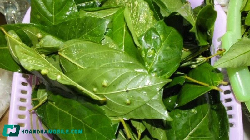 cach-nau-nuoc-la-sung-tuoi-3