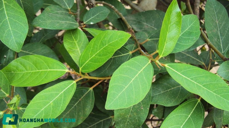 cach-nau-nuoc-la-sung-tuoi-4