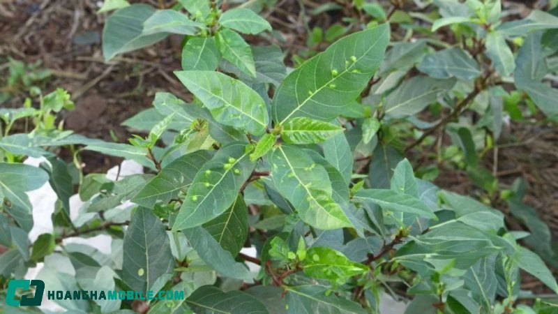 cach-nau-nuoc-la-sung-tuoi-5