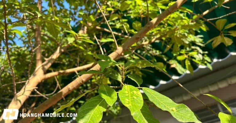 cach-nau-nuoc-la-sung-tuoi