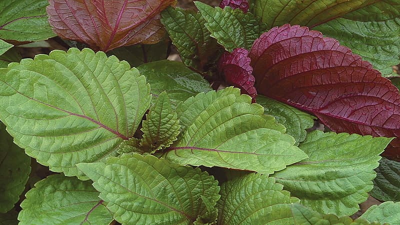 cach-nau-nuoc-la-tia-to-uong-dep-da-2