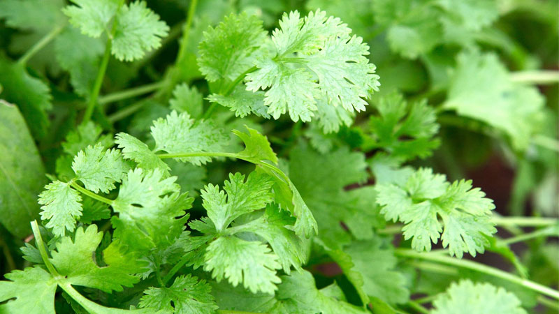 cach-nau-nuoc-ngo-ri-loc-than-2