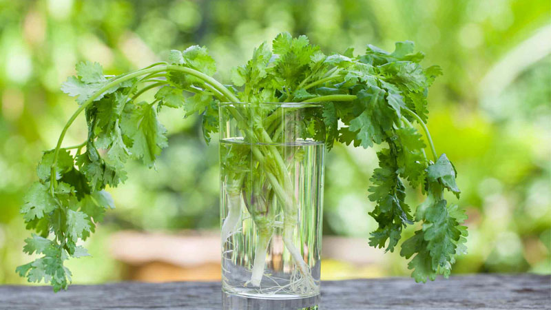 cach-nau-nuoc-ngo-ri-loc-than-3