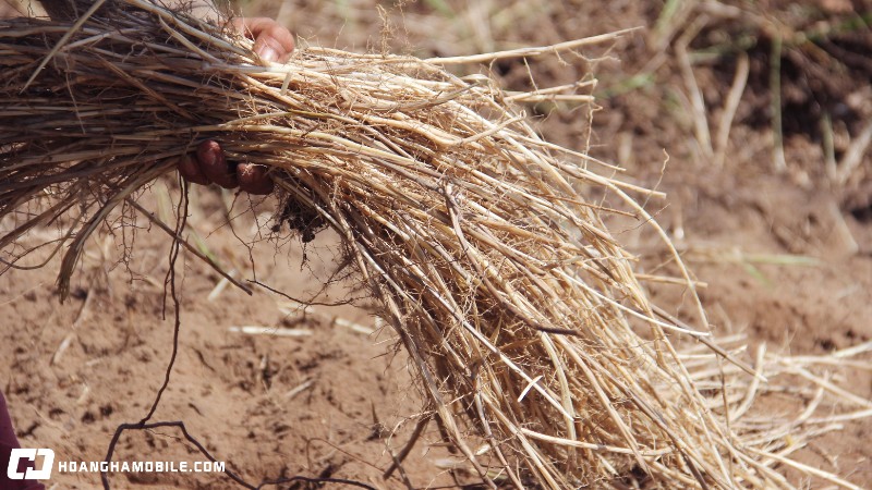 cach-nau-nuoc-sam-thanh-mat-giai-nhiet-don-gian-de-lam-tai-nha-9