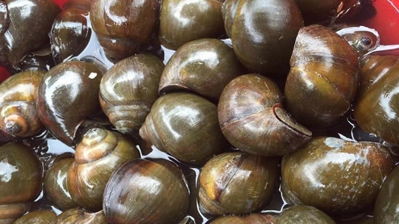 cach-nau-oc-chuoi-dau-3