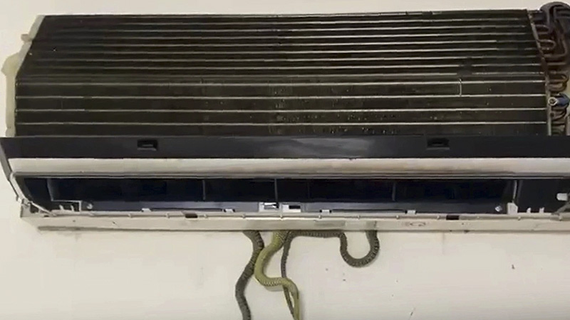 sinh-vat-la-trong-dieu-hoa-2