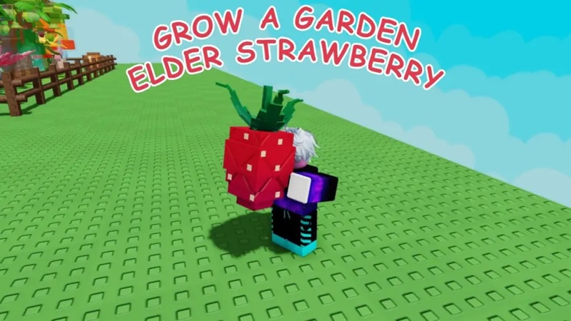 cach-nhan-elder-strawberry-1