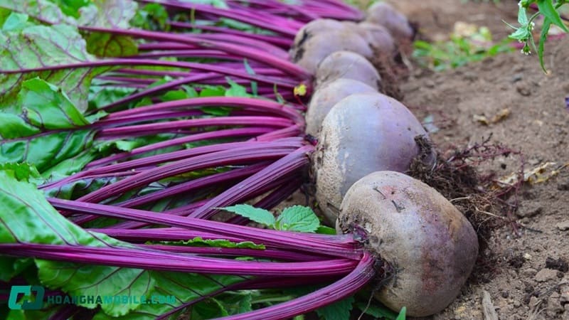 cu-den-co-tac-dung-gi-09