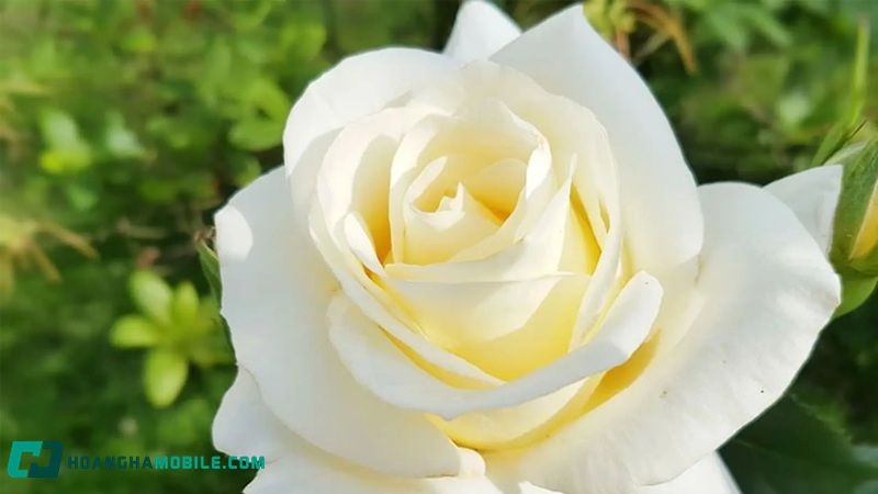 hoa-hong-trang-co-y-nghia-gi-01