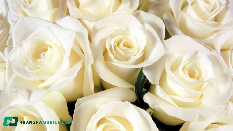 hoa-hong-trang-co-y-nghia-gi-02