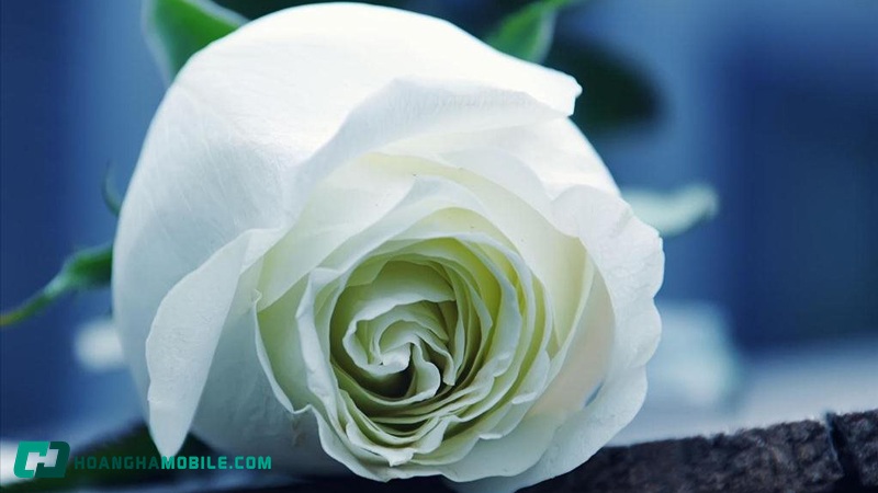 hoa-hong-trang-co-y-nghia-gi-03