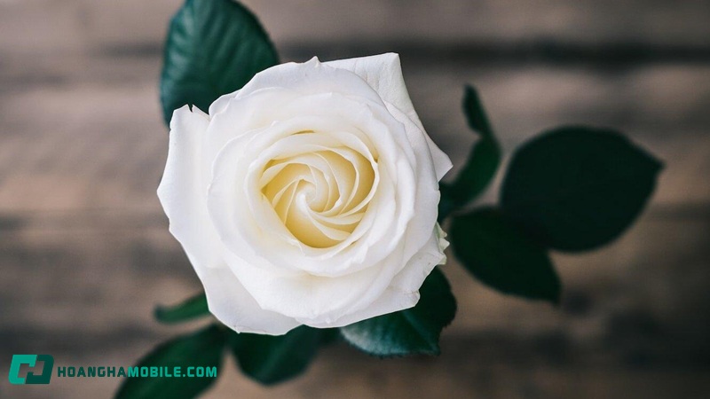 hoa-hong-trang-co-y-nghia-gi-04