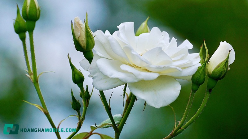 hoa-hong-trang-co-y-nghia-gi-05