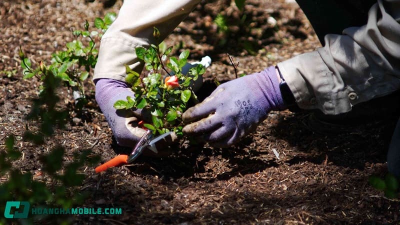 hoa-hong-trang-co-y-nghia-gi-06