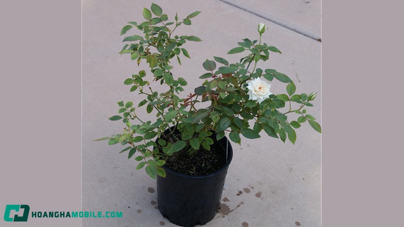 hoa-hong-trang-co-y-nghia-gi-06