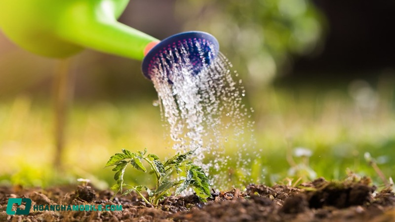 hoa-hong-trang-co-y-nghia-gi-07