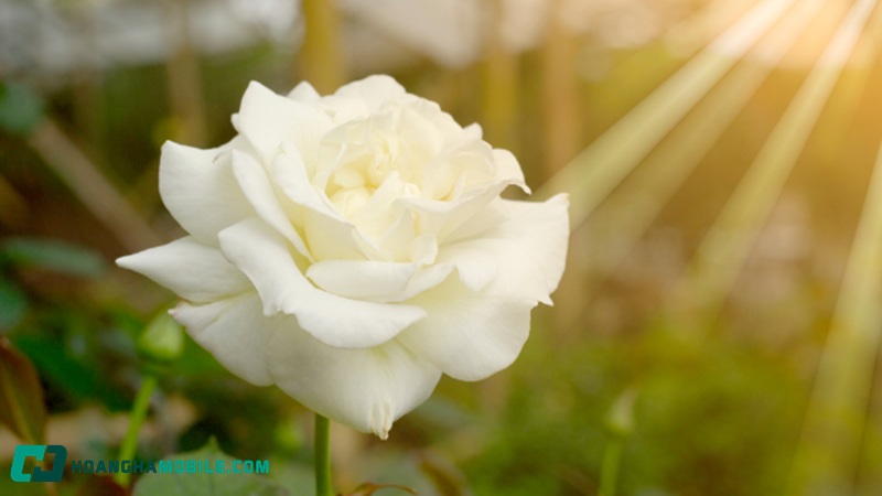 hoa-hong-trang-co-y-nghia-gi-08