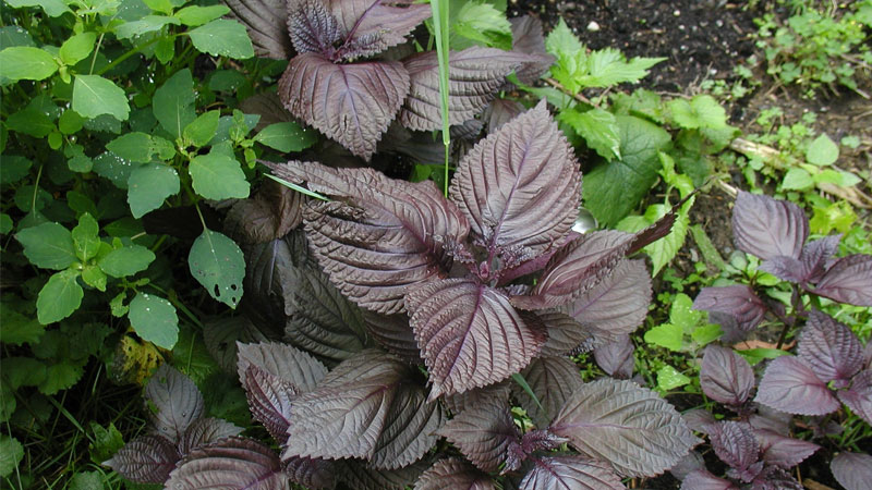 xong-mat-bang-la-tia-to-8