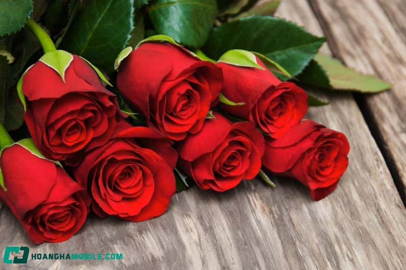 y-nghia-cua-hoa-hong-01