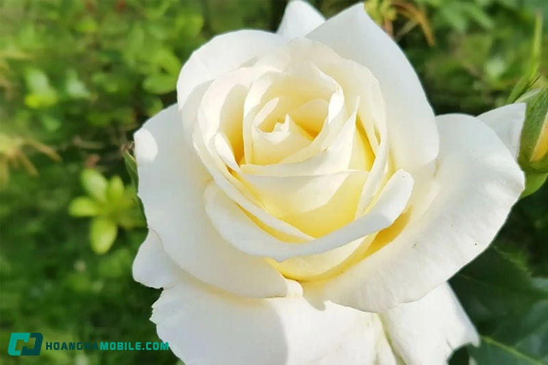 y-nghia-cua-hoa-hong-02