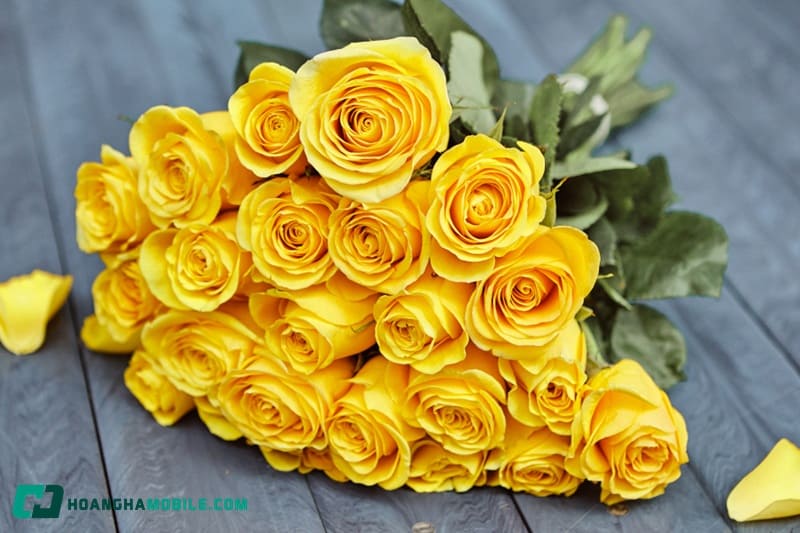 y-nghia-cua-hoa-hong-03