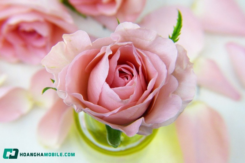 y-nghia-cua-hoa-hong-04