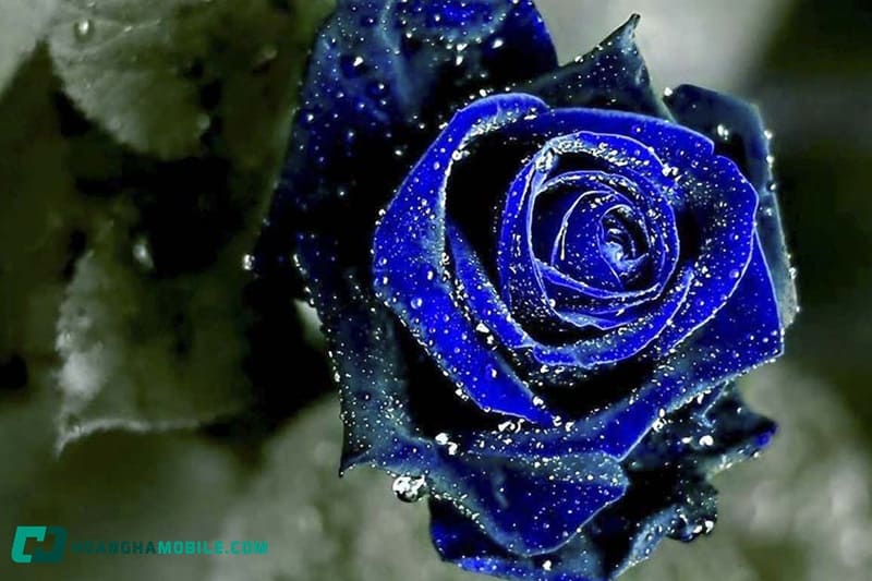 y-nghia-cua-hoa-hong-06