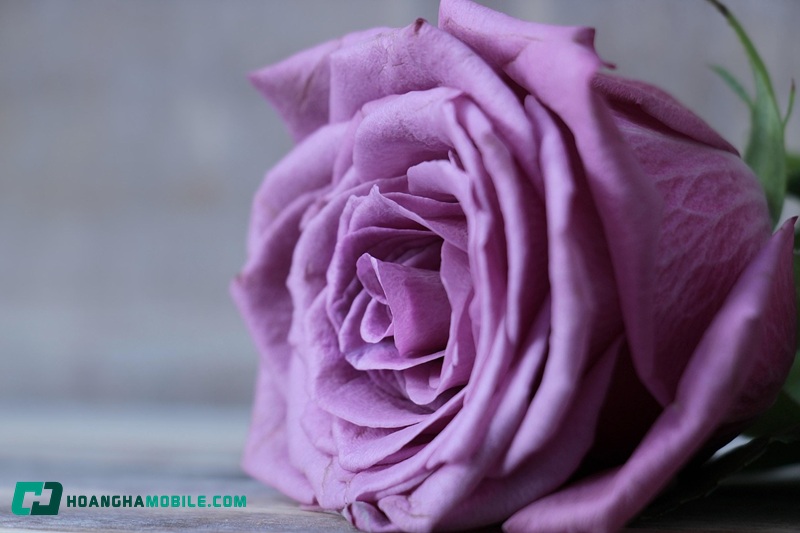 y-nghia-cua-hoa-hong-07