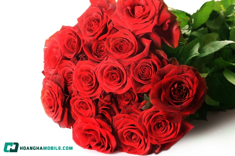 y-nghia-cua-hoa-hong-08