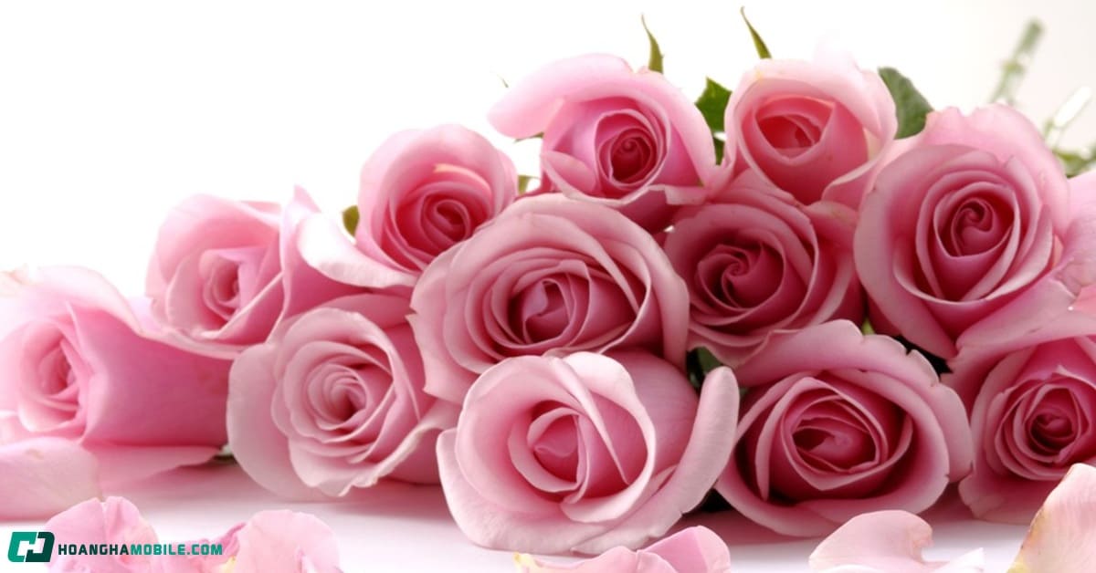 y-nghia-cua-hoa-hong-thumbnail