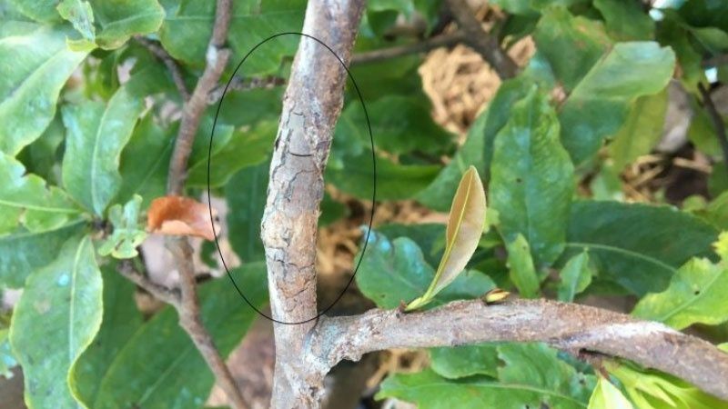 cach-cham-soc-mai-sau-Tet-11