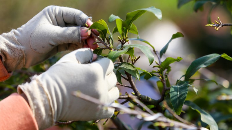 cach-cham-soc-mai-sau-Tet-5