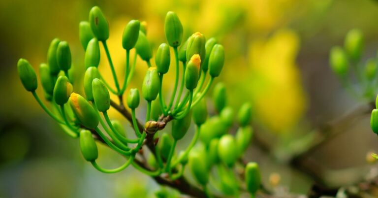 cach-cham-soc-mai-sau-Tet