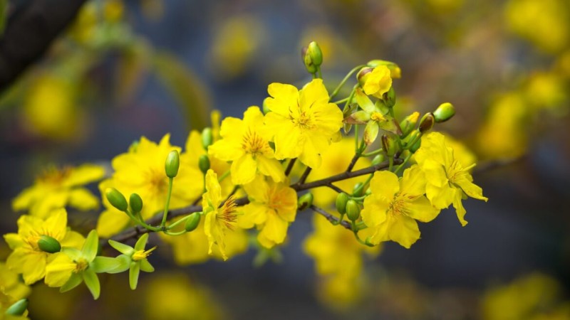 cach-cham-soc-mai-sau-Tet-9