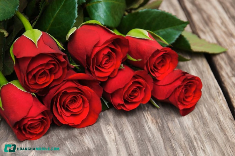y-nghia-hoa-hong-do-01