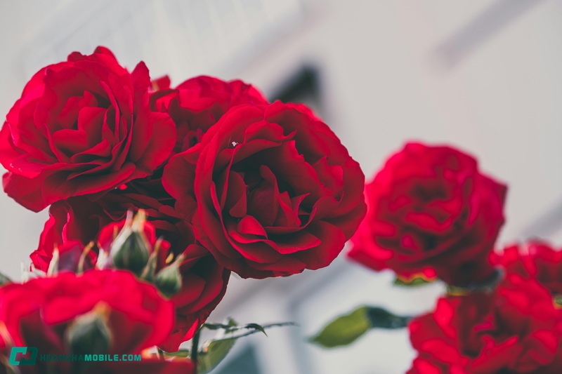 y-nghia-hoa-hong-do-05