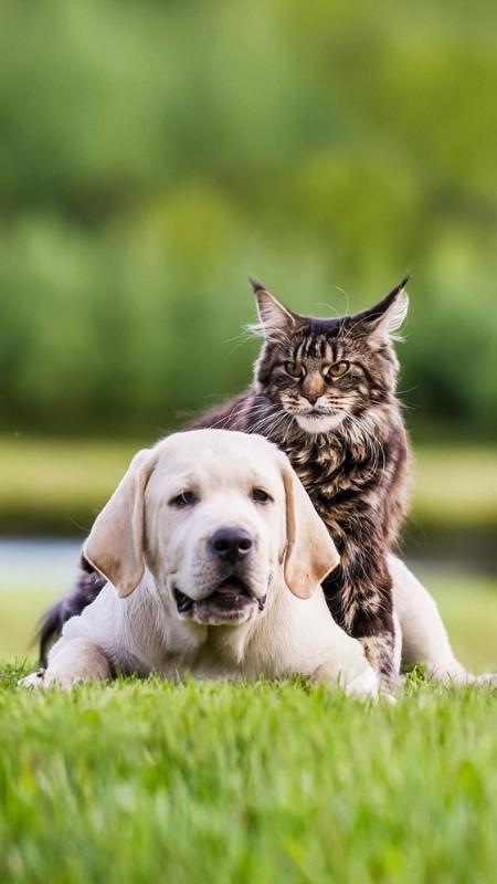 tai-ngay-70-hinh-nen-iphone-17-pro-4k-full-hd-cuc-hot-nhieu-chu-de-39