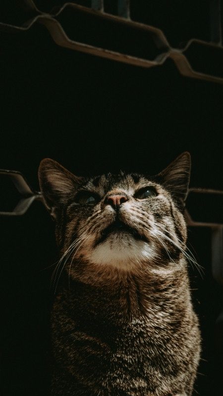 tai-ngay-70-hinh-nen-iphone-17-pro-4k-full-hd-cuc-hot-nhieu-chu-de-41