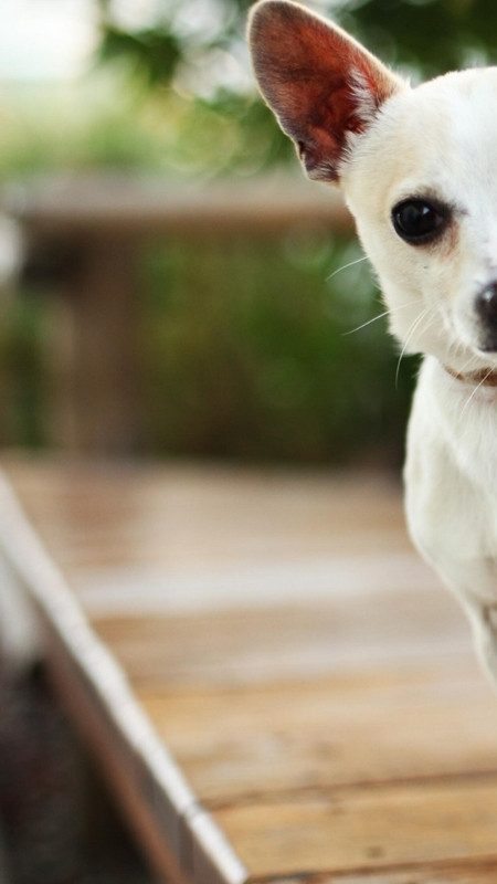 tai-ngay-70-hinh-nen-iphone-17-pro-4k-full-hd-cuc-hot-nhieu-chu-de-42