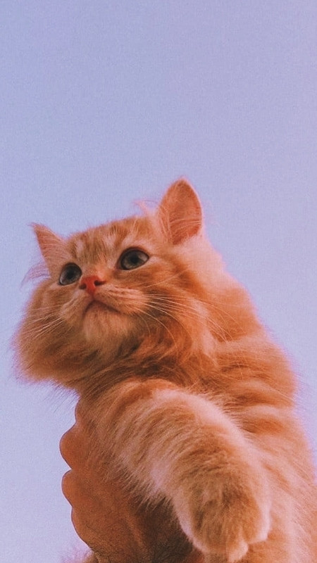 tai-ngay-70-hinh-nen-iphone-17-pro-4k-full-hd-cuc-hot-nhieu-chu-de-43